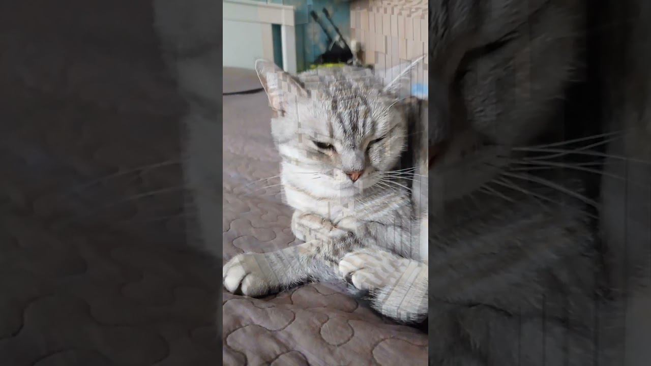 Милый котик #shorts смотреть онлайн