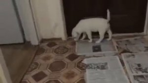 Как щенка приучить к туалету в одно место