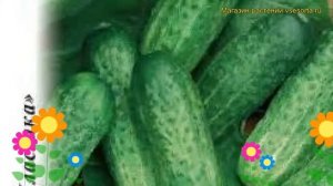 Огурец Аист (Огурец). Краткий обзор, описание характеристик, где купить семена cucumis sativus