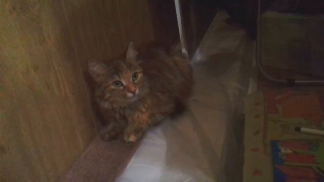 Школа для зверей. Мир глазами кошки смотреть онлайн