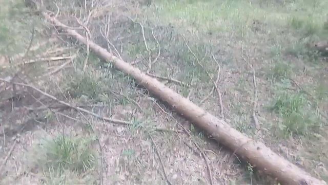Муравей устал, Кино выходного дня. смотреть онлайн