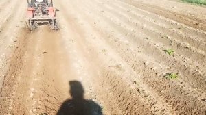 Прополка картофеля ежами и минитрактор мтз 112 #минитрактор #мтз112 #беларус #ёжики