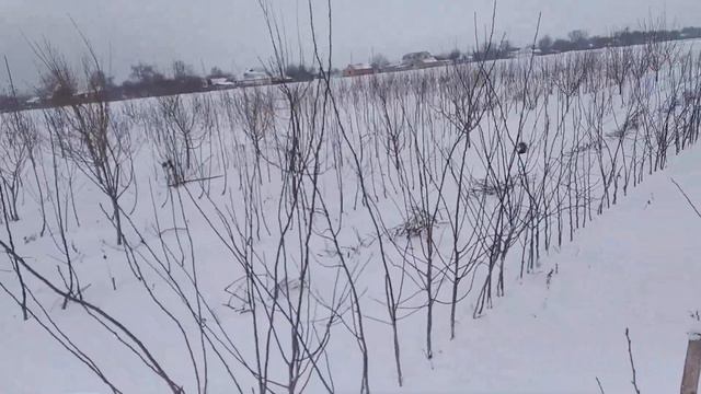 Живці плодових на зимове та весняне щеплення 2022 року тел.:0983815395; 0667591035. смотреть онлайн