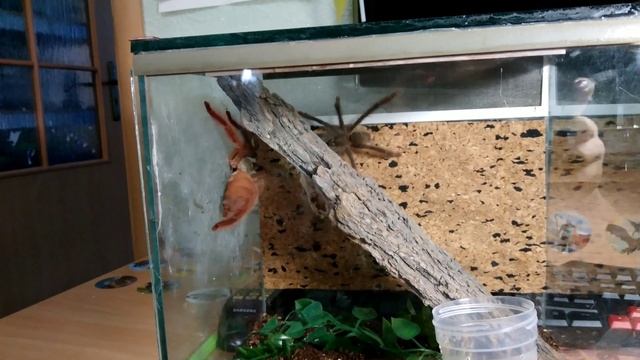 Разведение Tapinauchenius gigas, спаривание смотреть онлайн