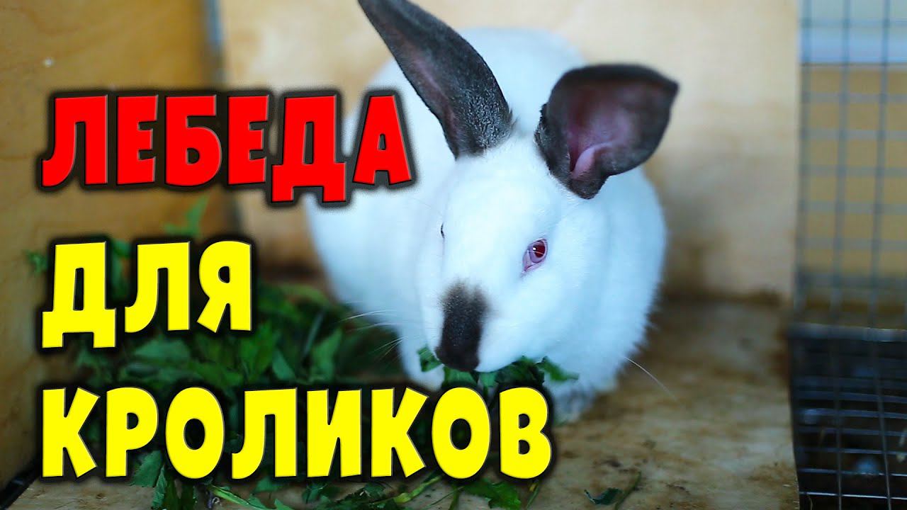 Лебеда для кроликов / Кормление ушастиков смотреть онлайн