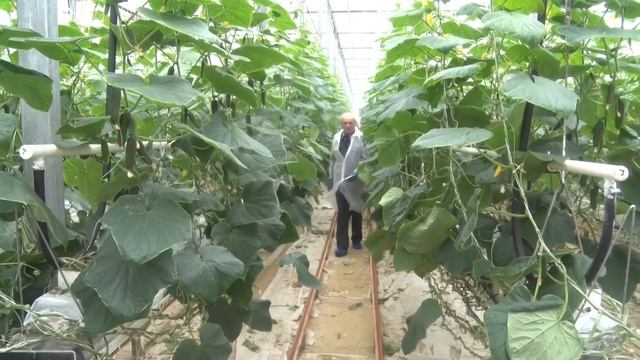 Работа инспекторов Россельхознадзора в тепличном хозяйстве смотреть онлайн