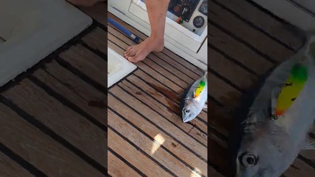 Ловля тунца в Средиземном море смотреть онлайн
