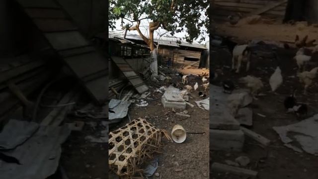 Камерун. Дуала. С 19 марта живем в деревне(1) смотреть онлайн