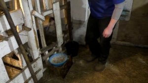 Кормление телят с 0до6 месяцев/Рацион,состав комбикорма/Feeding calves from birth to 6 months,ratio
