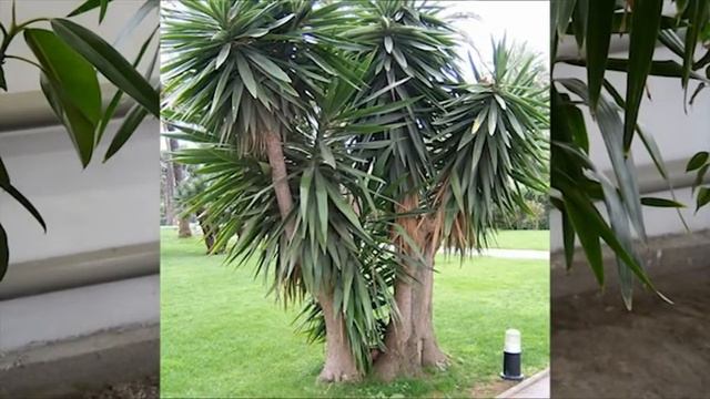 Біздің жасыл көмекшілеріміз смотреть онлайн