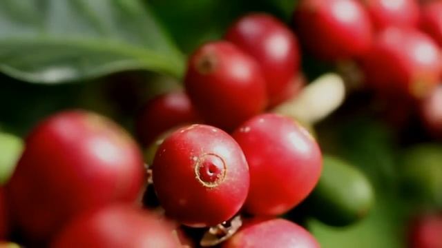 Unbeatable From Origin - Cafe Britt смотреть онлайн