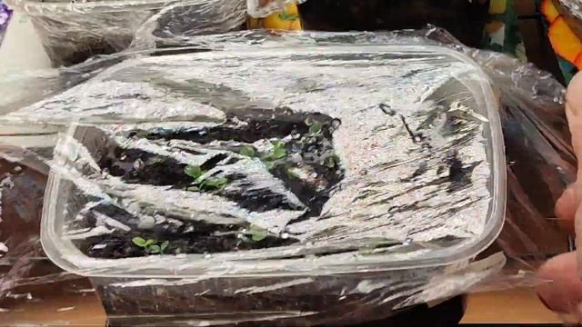 Первые всходы к 2023году?#дача#огород#влог#сибирь#рассада