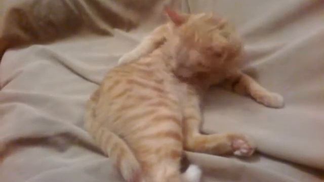 Узбагойся котик =) смотреть онлайн