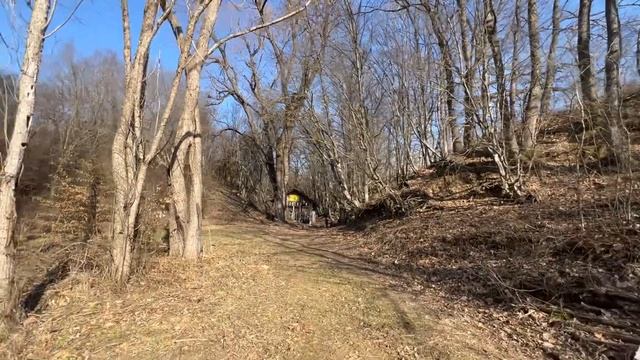 Дикие кабаны в Болгарии. Скалско. Во монстр и кабанята. Природа Болгарии.Охота рядом с домом. смотреть онлайн