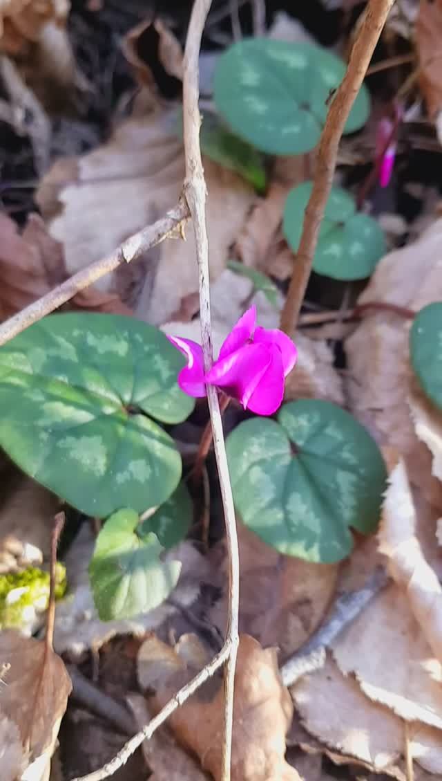 Лазаревское в горах