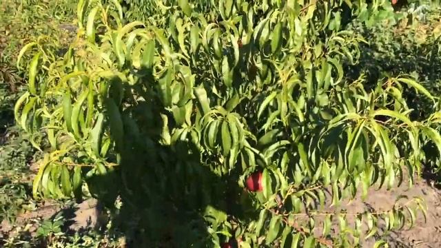 ВАНГ 8 смотреть онлайн