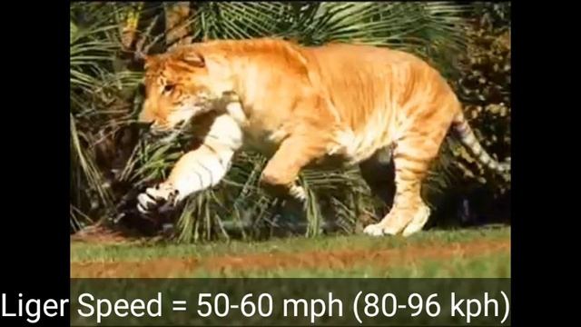 LIGER Vs TIGON | Who Will Win ?