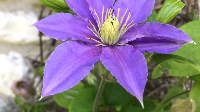 Clématite 'Clematis Justa' Nuance pastel смотреть онлайн