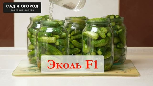 Самые лучшие и урожайные сорта огурцов смотреть онлайн