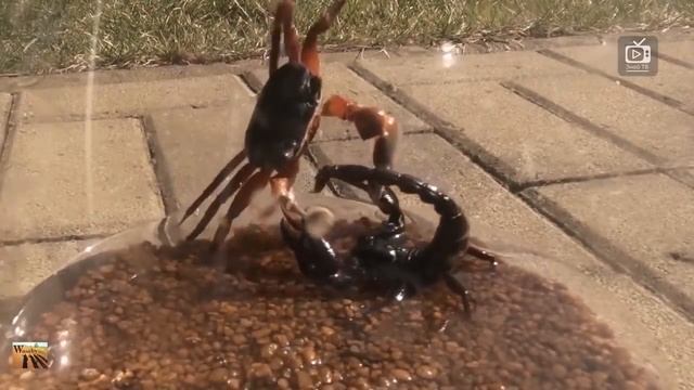 WOW !!! Скорпион против пауков, крабов, богомола, сольпуги, шершня смотреть онлайн