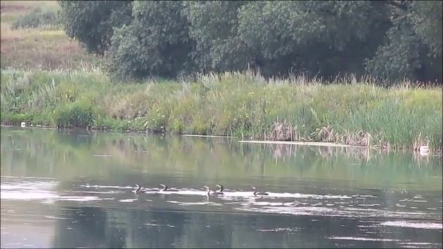 БАКЛАНЫ МОРСКИЕ ПТИЦЫ смотреть онлайн