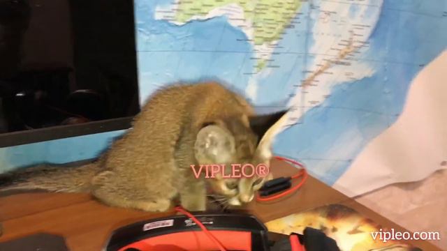 VIPLEO®. Каракет ф1. Caracat F1.