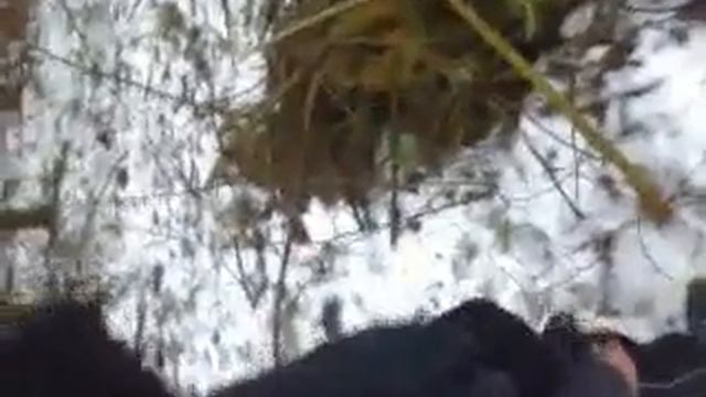 Лес убийца смотреть онлайн