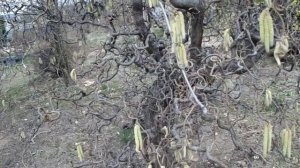 Лещина Contorta  - очаровательный "перекрученный" орех!