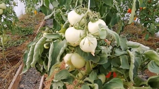 Томат Бифселлер красный от Сибирского Сада. смотреть онлайн