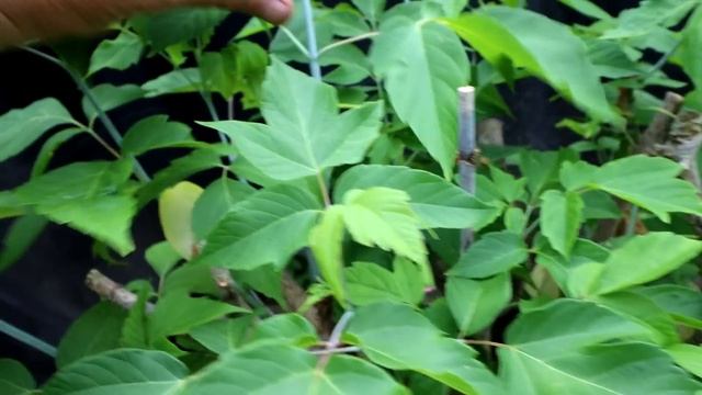 My African Style Serissa Bonsai, The Bonsai Zone, June 2020