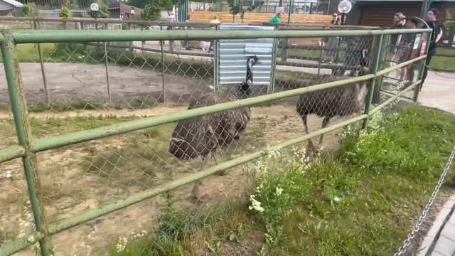 Праздник ? / поездка в Ряжский зоопарк /день рождения /зоопарк/прогулка /влог смотреть онлайн