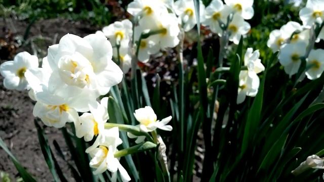 махровые нарциссы смотреть онлайн