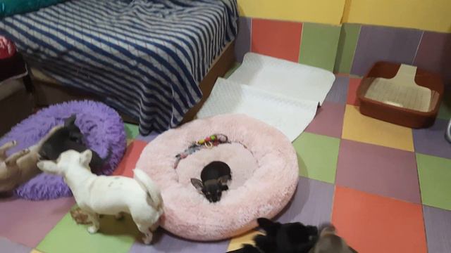 может кто то скучает, приглашаем повеселиться с нами, питомник собак чихуахуа Кастропуло Крым 1част