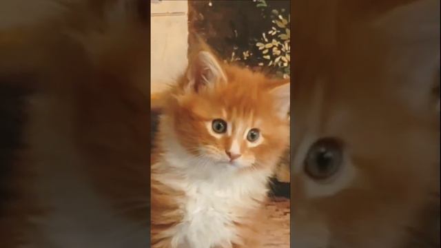 Красавчик Амур. С ним ты будешь греться в лучах обожания❤️ смотреть онлайн