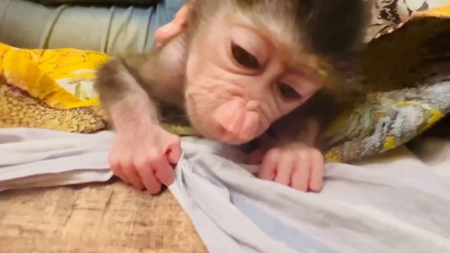 ШЕЛ ПЕРВЫЙ ЧАС НОЧИ…квест- уложи Люсю спать))) смотреть онлайн