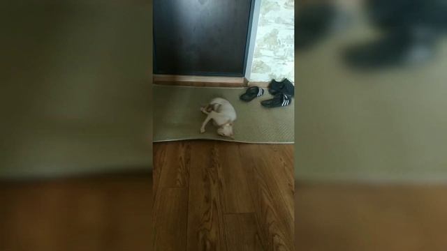 Вязка сфинксов. Реакция кошки на вязку ! Вязка донских сфинксов .mating sphynx смотреть онлайн