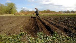 мототяпка в работе прополка и окучивание фрезами