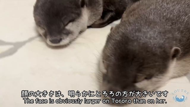 Otter Size Comparison!