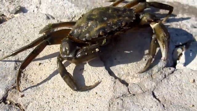 Быстроходный краб смотреть онлайн