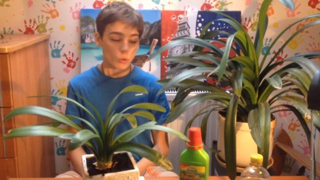 Кливия- посадка уход размножение смотреть онлайн