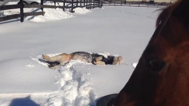 Snow Stallions! | The Best Cute, Funny Animal Videos Compilation #6 | AFV Pets смотреть онлайн