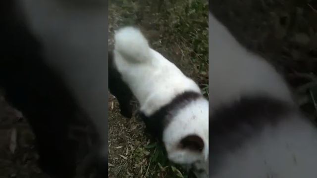 panda dog •••? #animals #animal #wildlife #nature #dayshots #wild #natgeohub #shorts смотреть онлайн