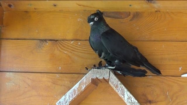 Бойные старые узбекские, двухчубые, какие они были / 30.07.2020 смотреть онлайн