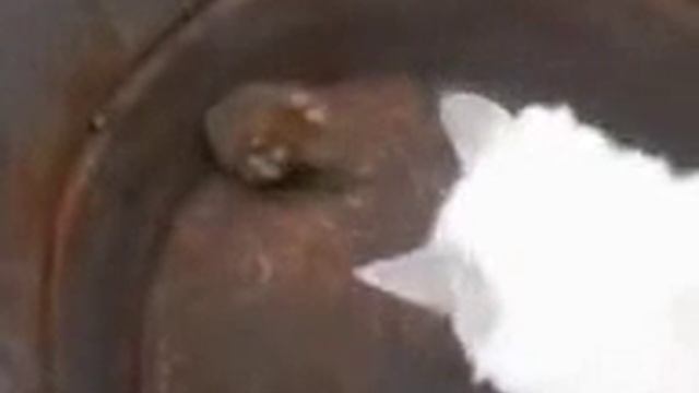 Кот против хомяка Посмотрите, как хомяк сумел постоять за себя смотреть онлайн