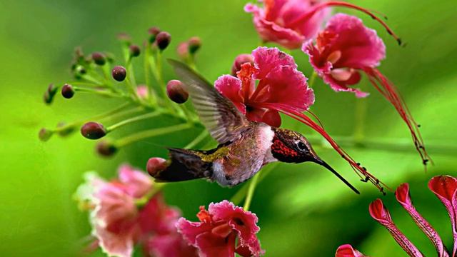 Waterfall l White noise l Birdsong l 1 hour of relaxing nature sounds смотреть онлайн