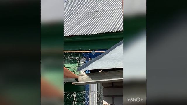 Кукушка пытается отложить яйцо в гнездо трясогузки. Наблюдение и съёмка - Д.Б.Кузин. смотреть онлайн