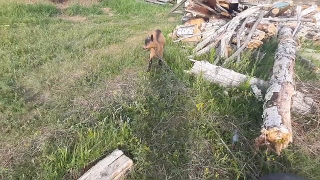 Куда же делись наши кормилицы?!? выгодно ли держать коров? смотреть онлайн