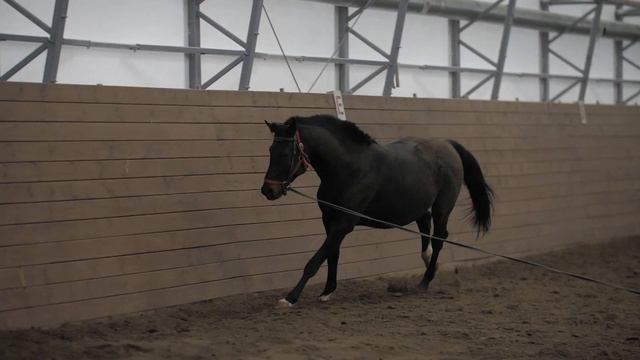 Видео конно-спортивного клуба "ДЕРБИ" - лошадь на тренировке смотреть онлайн