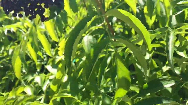 Elderberries - First Time Producing Berries 2019 (York and Nova) смотреть онлайн