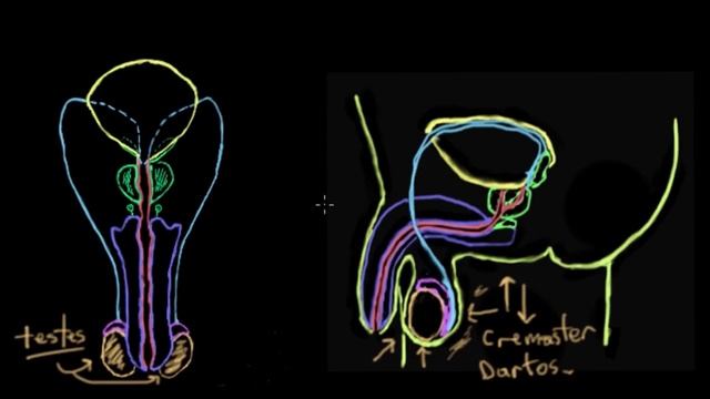 Anatomy of the male reproductive system | Reproductive system physiology | NCLEX-RN | Khan Academy смотреть онлайн